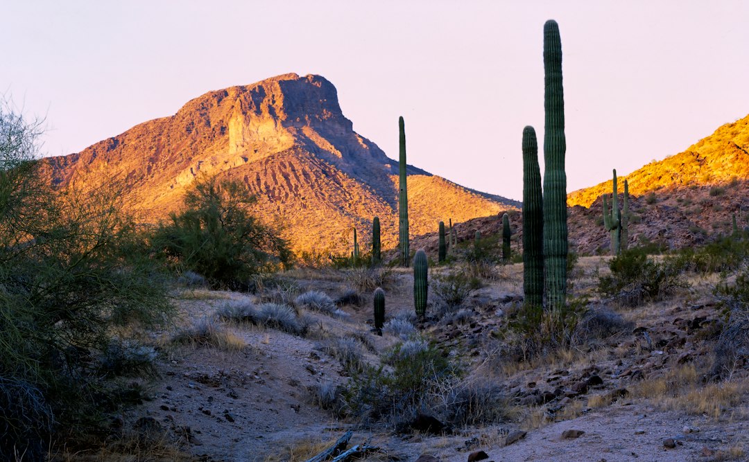Foreclosure filings rise 13% year-over-year, South hit hardest — Arizona real estate