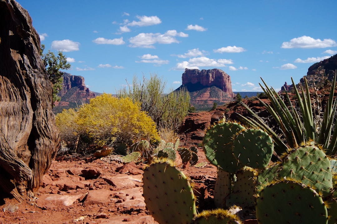 Price Cuts Creep Back Up as Summer Selling Season Stalls — Arizona real estate