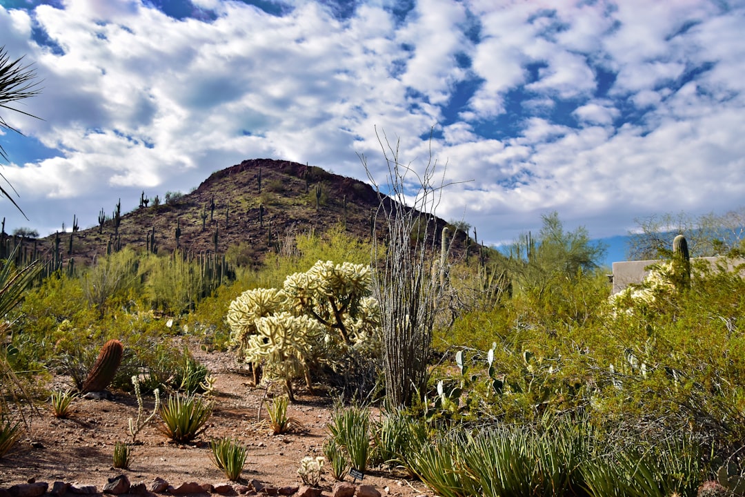Chandler Arizona real estate